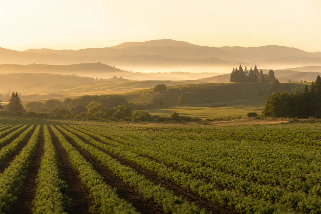 The farm at golden hour